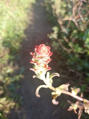Castilleja arvensis