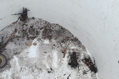 Nicrophorus carolina