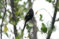 Icterus melanopsis