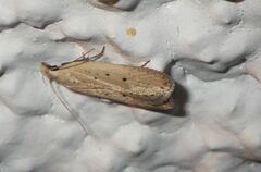 Nothris verbascella