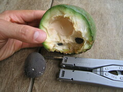 Sapotaceae
