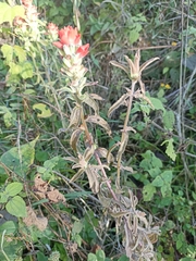 Castilleja arvensis