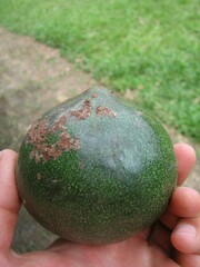Sapotaceae