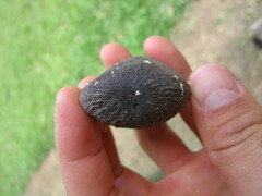Sapotaceae