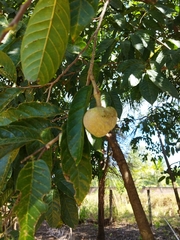 Annona