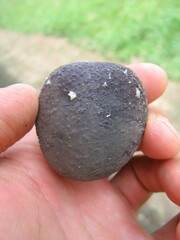 Sapotaceae