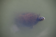 Trachemys scripta elegans