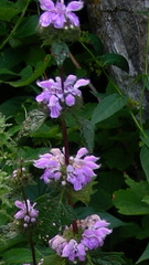Phlomoides tuberosa