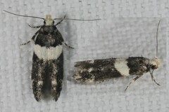 Recurvaria leucatella