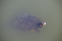 Trachemys scripta elegans