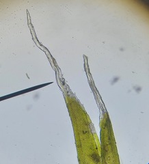 Schistidium crassipilum