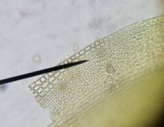 Schistidium crassipilum