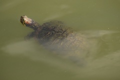 Trachemys scripta elegans