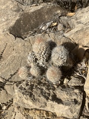 Escobaria tuberculosa