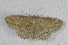 Scopula immorata