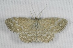 Scopula immorata