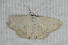 Scopula immutata