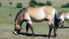 Equus ferus