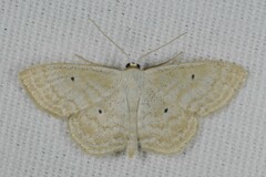 Scopula immutata