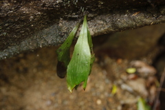 Antrophyum