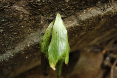 Antrophyum