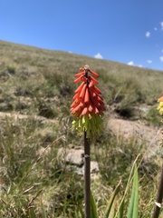 Kniphofia ritualis image