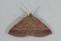 Scopula rubiginata