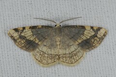 Stegania trimaculata