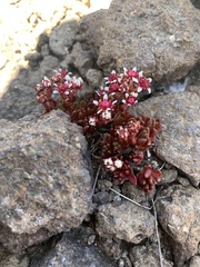 Crassula peploides