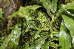Selaginella boninensis