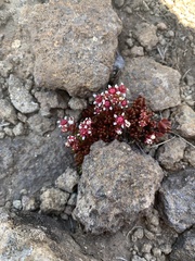 Crassula peploides