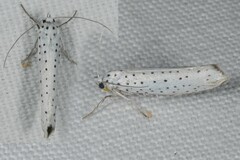 Yponomeuta evonymella