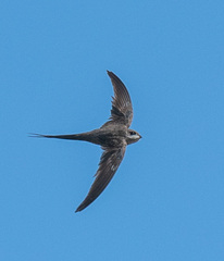 Cypsiurus parvus