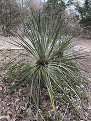 Yucca constricta