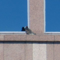 Cathartes aura septentrionalis
