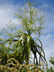 Lomandra insularis