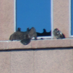 Cathartes aura septentrionalis