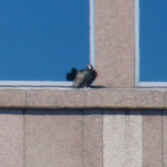Cathartes aura septentrionalis