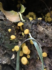 Tricholomopsis aurea