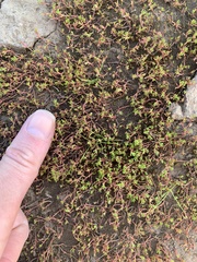 Crassula tuberella
