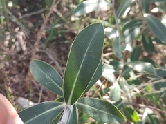 Bupleurum fruticosum