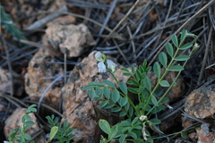 Astragalus sparsiflorus