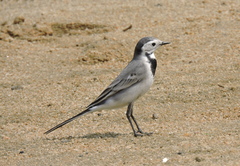 Motacilla alba