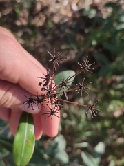 Bupleurum fruticosum