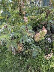 Melianthus major
