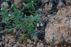 Astragalus sparsiflorus