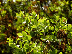 Quercus coccifera