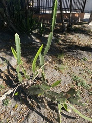 Acanthocereus