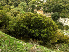 Quercus coccifera