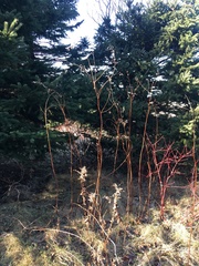 Chamaenerion angustifolium